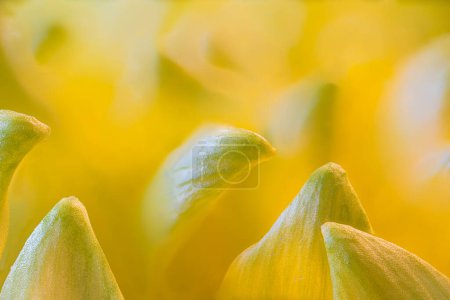 Photo for Macro Photograph of Hardy Garden Mum (Chrysanthemum x morifolium) Petals - Royalty Free Image