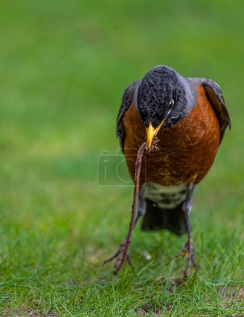 Photo for American Robin (Turdus migratorius) Hunting for Earthworms - Royalty Free Image