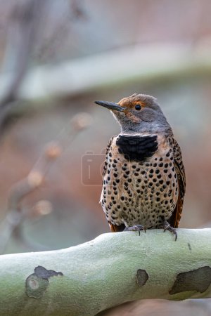 Northern or Common Flicker (Colaptes auratus)