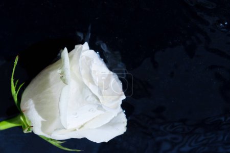 Téléchargez les photos : Fleurs humides d'une rose blanche. Rose blanche dans l'eau avec espace de copie - en image libre de droit