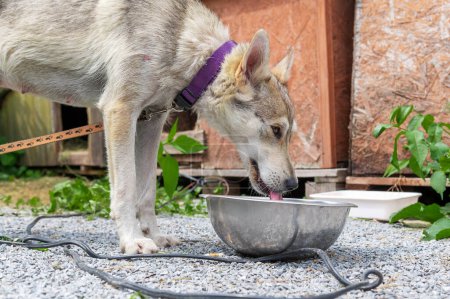 Foto de Los perros en un refugio beben agua de un tazón. Adorables perros de raza mixta que beben agua del tazón - Imagen libre de derechos