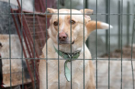 Téléchargez les photos : Chien en attente d'adoption dans un refuge pour animaux. Un chien sans abri dans le refuge. Concept des animaux errants. - en image libre de droit