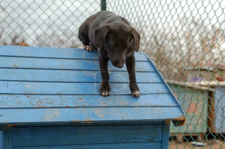 Téléchargez les photos : Chien en attente d'adoption dans un refuge pour animaux. Un chien sans abri dans le refuge. Concept des animaux errants. - en image libre de droit