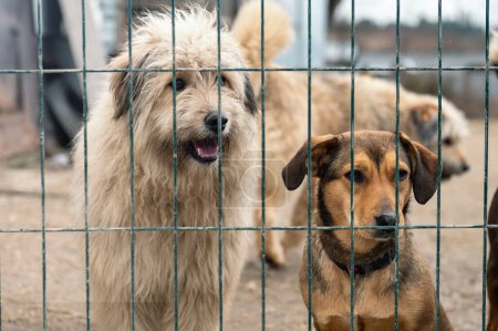 Téléchargez les photos : Chiens dans un refuge pour animaux en attente d'adoption. Gros plan d'un chien déterminé regardant à travers les trous d'une barrière métallique rouillée - en image libre de droit