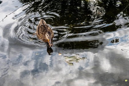 Wilde bunte Wasservogelente. Ente schwimmt auf einem Teich. Niedliche Ente auf dem See.. 