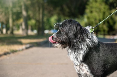 Photo for Portrait of a shaggy dog in the park. Yard hairy black dog - Royalty Free Image