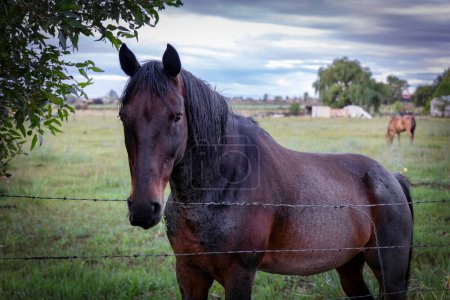 Photo for A horse stands on a farm next to the road near El Prado, New Mexico north of Taos. - Royalty Free Image