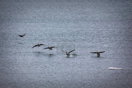 Foto de Canadian Geese land in the cold Lake Michigan waters off the coast of Algoma, Wisconsin. - Imagen libre de derechos