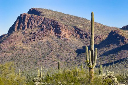Foto de Una mañana de primavera en el distrito oeste del Parque Nacional Saguaro en el desierto de Sonora cerca de Tucson, Arizona. - Imagen libre de derechos