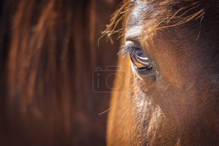 Das Auge eines Pferdes reflektiert den Zaun auf einer Ranch in Marana, Arizona westlich von Tucson.
