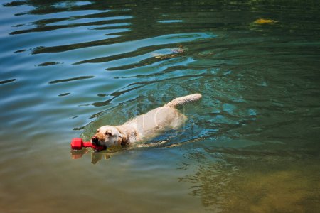Ein gelber Labrador Retriever schwimmt mit seinem Lieblingsspielzeug in einem Teich bei Branch, Wisconsin in der Nähe von Manitowoc.