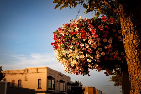 Téléchargez les photos : Le soleil du matin réchauffe un arrangement de fleurs accroché sur une rue à Ludington, Michigan. - en image libre de droit