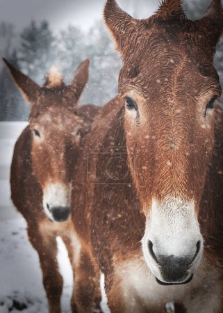 Photo for Two draft mules stand in snow flurries near Manitowoc, Wisconsin. - Royalty Free Image