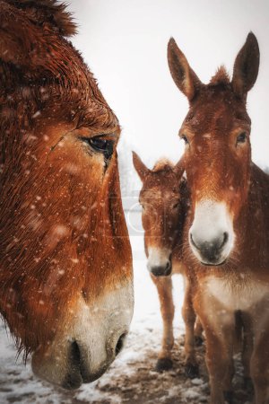 Photo for Three beautiful draft mules, stand in snow flurries, on a farm near Manitowoc, Wisconsin. - Royalty Free Image