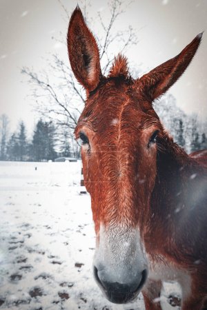 Photo for A draft mule stands in snow flurries near Manitowoc, Wisconsin. - Royalty Free Image