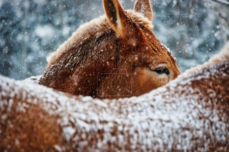 Photo for Two draft mules, stands in a snow storm near Manitowoc, Wisconsin. - Royalty Free Image