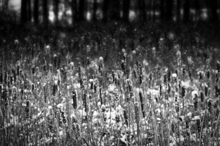 Snow falls on cattails in a forest in Kossuth near Manitowoc, Wisconsin.