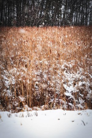 Photo for Snow falls on cattails in a forest in Kossuth near Manitowoc, Wisconsin. - Royalty Free Image