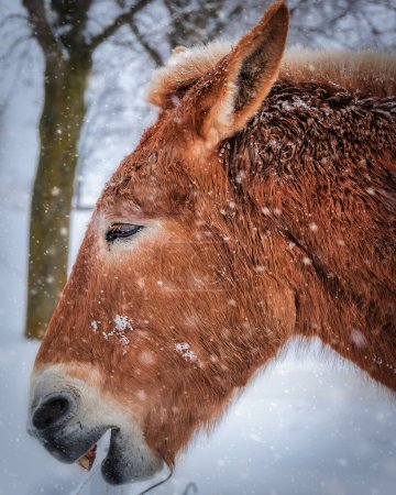 Photo for A draft mule, stands in snow flurries, near Manitowoc, Wisconsin. - Royalty Free Image