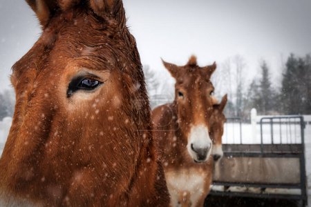 Tres hermosas mulas de tiro de pie en las ráfagas de nieve cerca de Manitowoc, Wisconsin.
