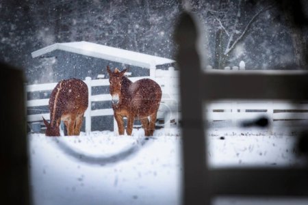 Photo for Two Draft mules stand in a field, during a blizzard, near Manitowoc, Wisconsin. - Royalty Free Image