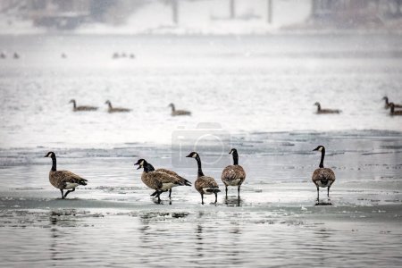 Photo for Canadian geese walking on the frozen waters of English Lake near Manitowoc, Wisconsin. - Royalty Free Image