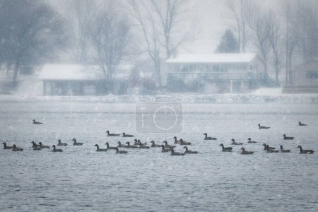 Photo for Canadian swim on the waters of English Lake near Manitowoc, Wisconsin during a snow storm. - Royalty Free Image