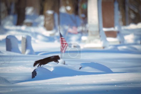 Photo for A squirrel from a grave stone in the snow, in front of an American flag, at a Wisconsin cemetery. - Royalty Free Image