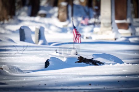 Photo for A squirrel runs through the snow, in front of an American flag, at a Wisconsin cemetery. - Royalty Free Image