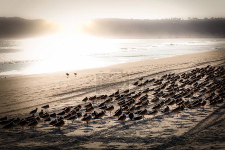 Oktober Vögel sammeln sich am Strand und bleiben zusammen warm, in Coronado, Kalifornien.