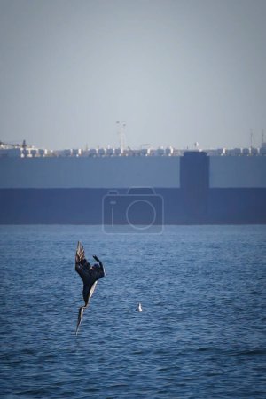 Foto de Un pelícano hambriento se sumerge para pescar en Coronado, California. - Imagen libre de derechos
