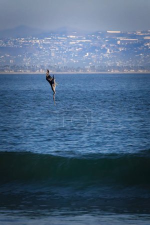 A pelican dives for fish off of Coronado, California with Tijuana, Mexico in the background.