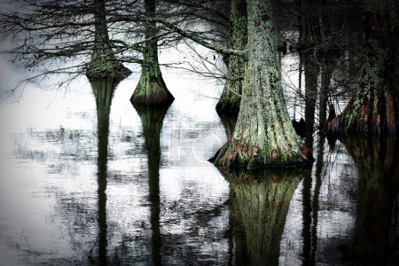 Photo for The trunks of cypress trees at Stumpy Lake near Virginia Beach, Virginia. - Royalty Free Image