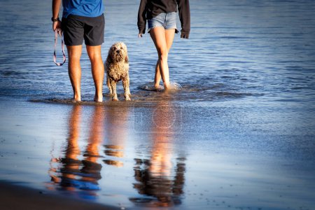 Foto de Un hombre y una mujer de pie con su Labradoodle en la playa de perros en Coronado, California. - Imagen libre de derechos