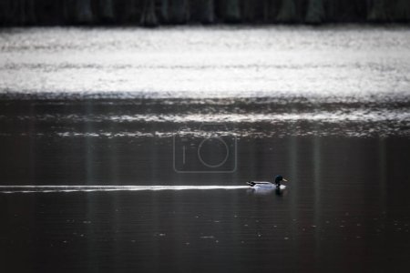 Photo for A mallard duck swims across Stumpy Lake near Virginia Beach, Virginia. - Royalty Free Image