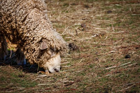 Photo for A sheep grazes on hay in Williamsburg, Virginia. - Royalty Free Image
