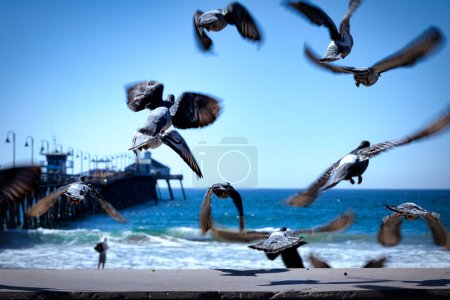 Des pigeons se dispersent dans le vent au-dessus des sables d'Imperial Beach, Californie.