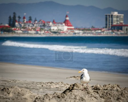 Eine einsame Möwe steht an einem windigen Strand in Coronado, Kalifornien.