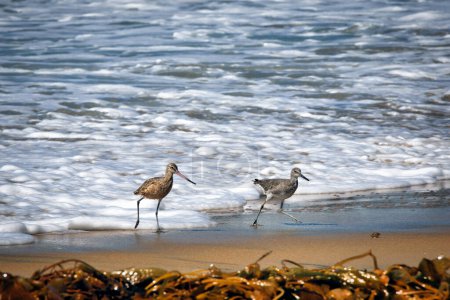 Zwei Vögel gehen am kalifornischen Imperial Beach im Sand spazieren.