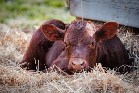 Photo for A calf lies in the hay in a stable in the morning at Williamsburg, Virginia. - Royalty Free Image