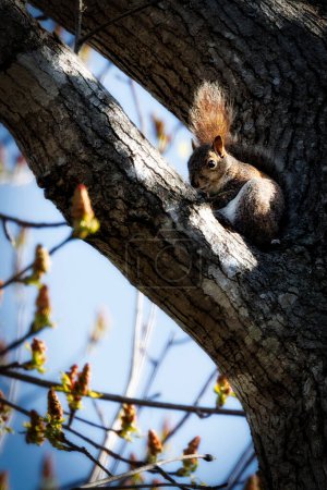 A squirrel sits in a tree at South Mill, North Carolina.