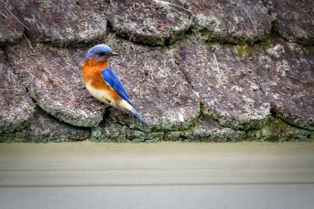 Un pequeño pájaro azul oriental descansa sobre las tejas de un techo en Colonial Williamsburg, Virginia.