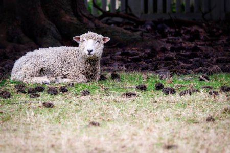 Photo for Sheep lies in a stable, under a tree, at Williamsburg, Virginia. - Royalty Free Image