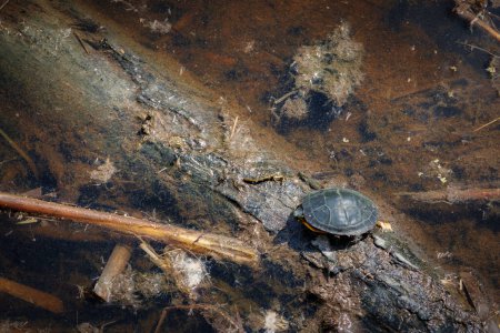 A turtle sits on a log, basking in the sun, near Jamestown, Virginia.