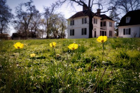 Frühlingsblumen blühen auf einem Feld in Colonial Williamsburg, Virginia.