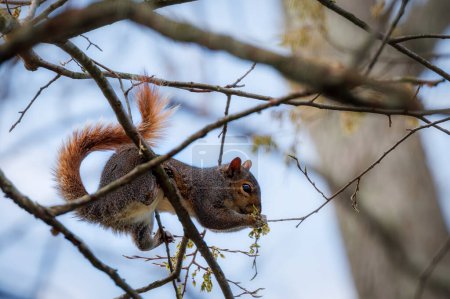 Ein Eichhörnchen steht in einem Baum und frisst die Frühlingsblüher in Williamsburg, Virginia.
