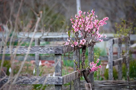 Photo for Colorful spring flowers grow on a fence at Williamsburg, Virginia. - Royalty Free Image