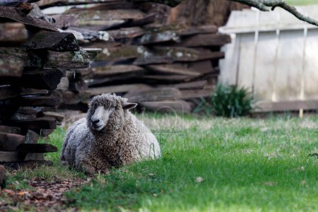 Photo for A sheep lies comfortably next to a fence in a stable at Williamsburg, Virginia. - Royalty Free Image
