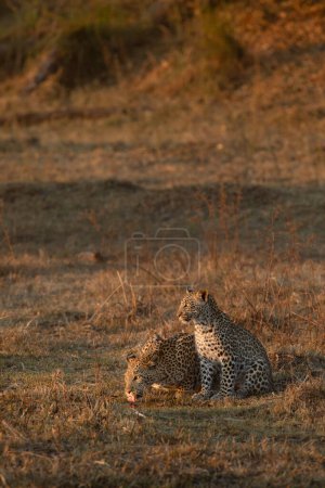 Foto de Una madre leopardo bebe de un pequeño brazo del delta del Okavango en cálida luz de la tarde - Imagen libre de derechos