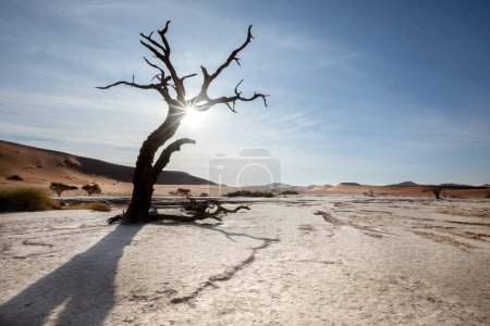 Photo for A star burst of sunlight peers through a dead camelthorn tree in Deadvlei, Sossusvlei, Namibia. - Royalty Free Image